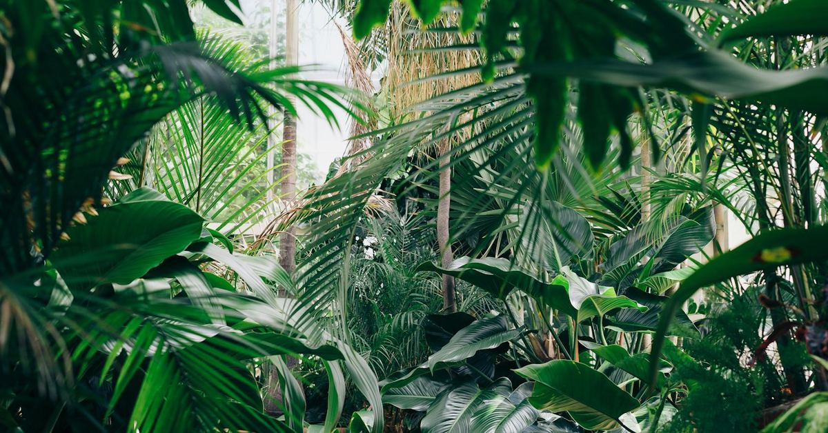 Pure Plant Studio